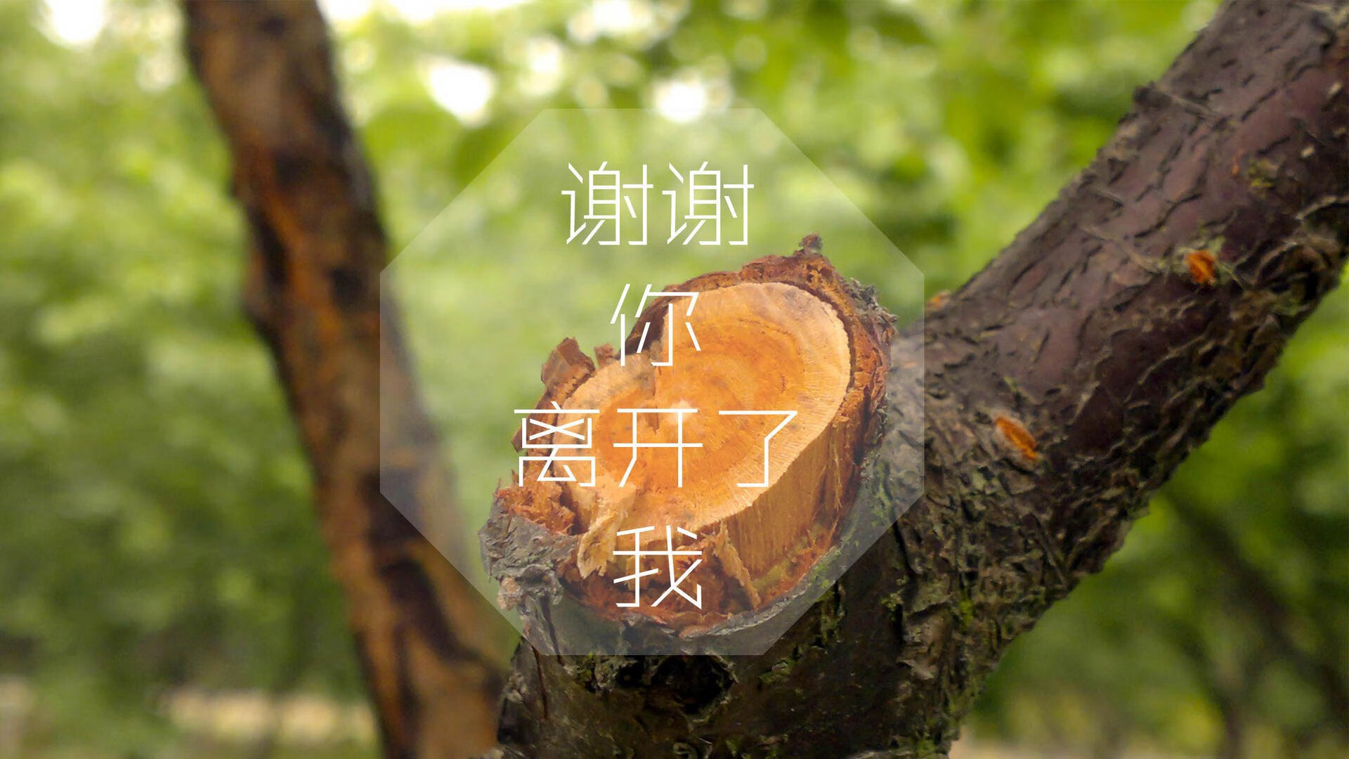 九游用户空间-_环天跑：在天空中迎风奔跑_，什么时候给树木施肥