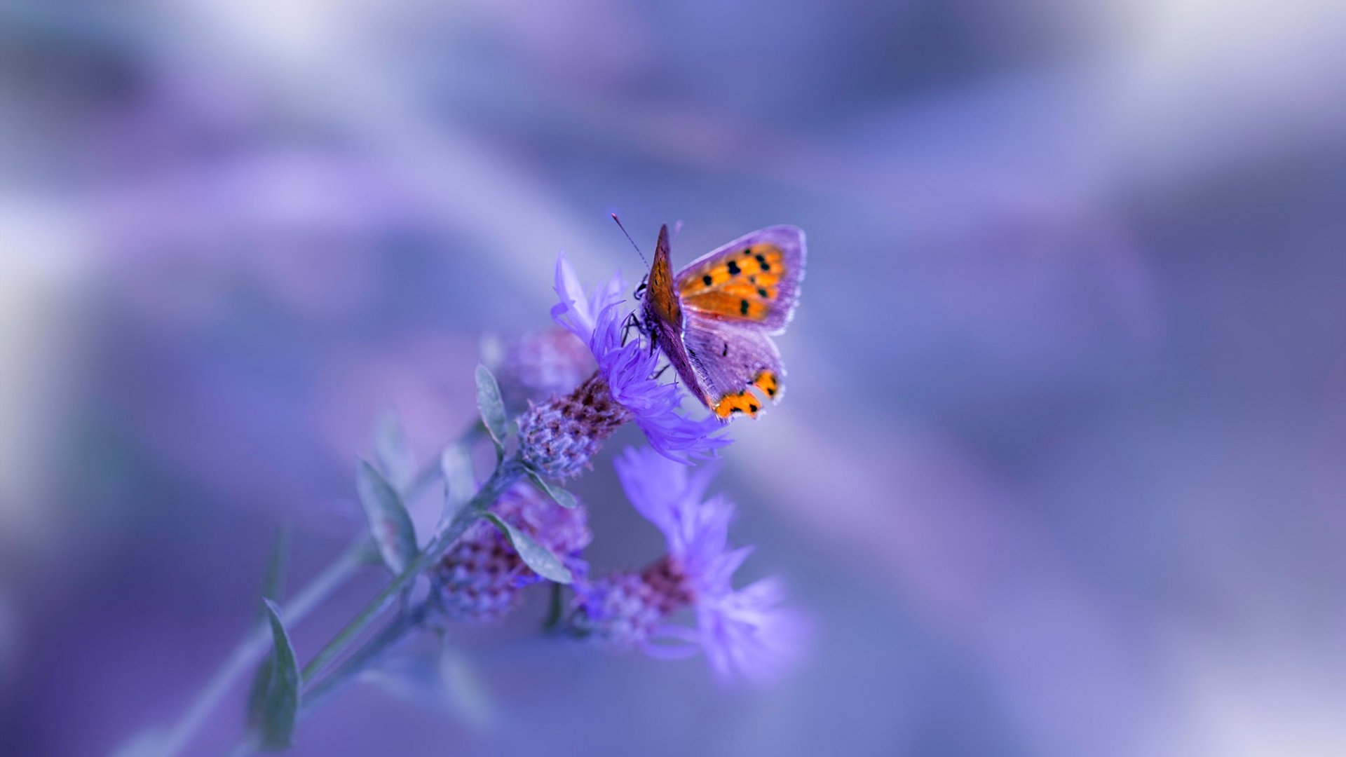 德甲球队视频分析提升防守站位调整效率的实证，德甲对抗