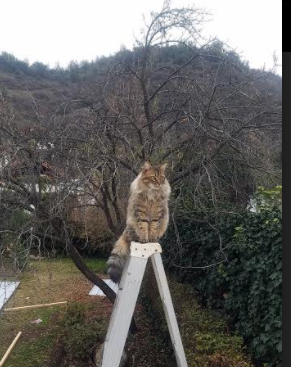 法甲球员技术动作稳定性与认知负荷之间的关系研究