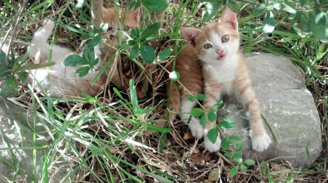法甲裁判吹罚尺度变化对比赛节奏的影响研究,足球裁判吹罚