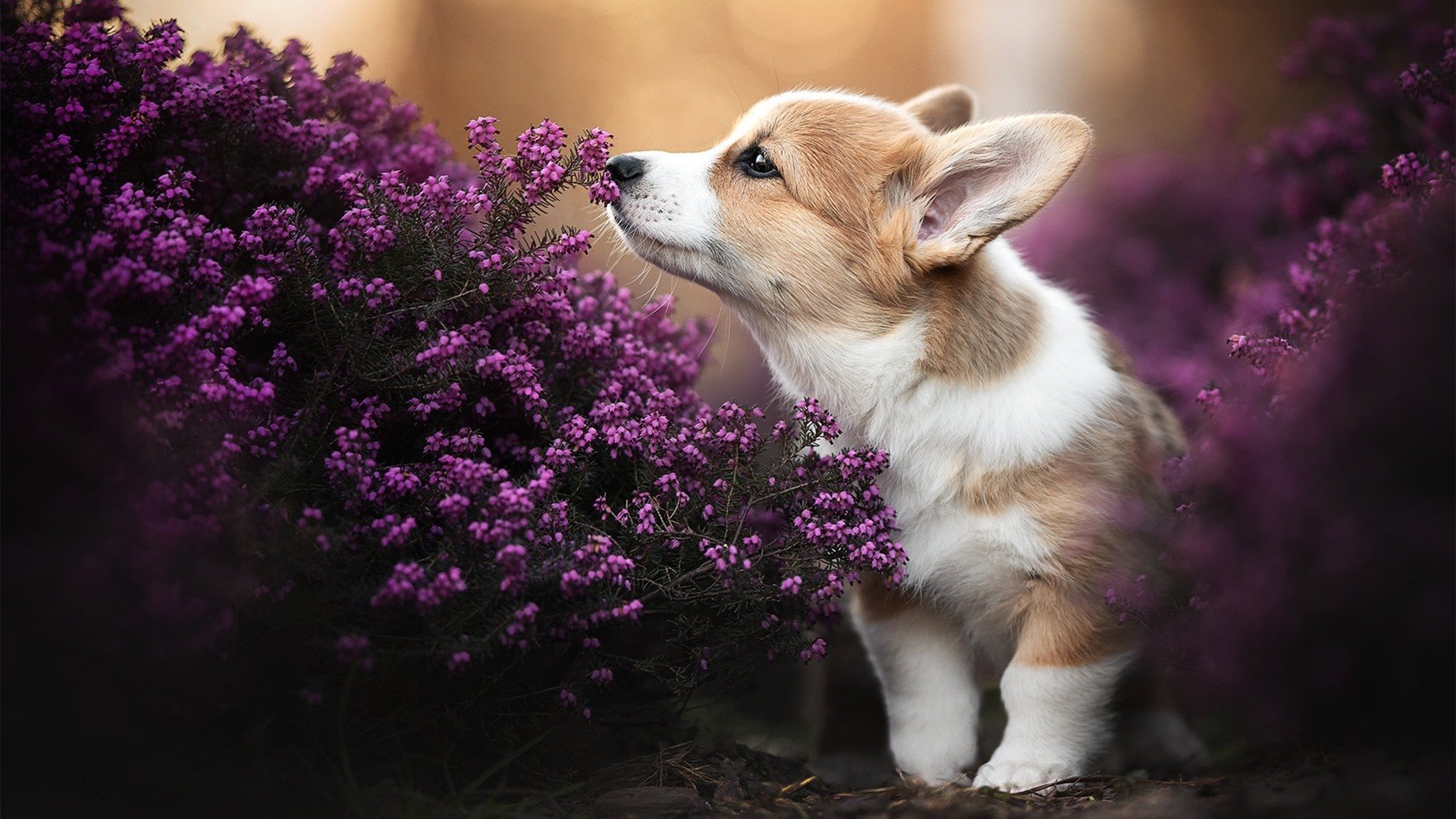 篮球运动员专项体能训练科学化管理研究,篮球专项体能训练的心得体会