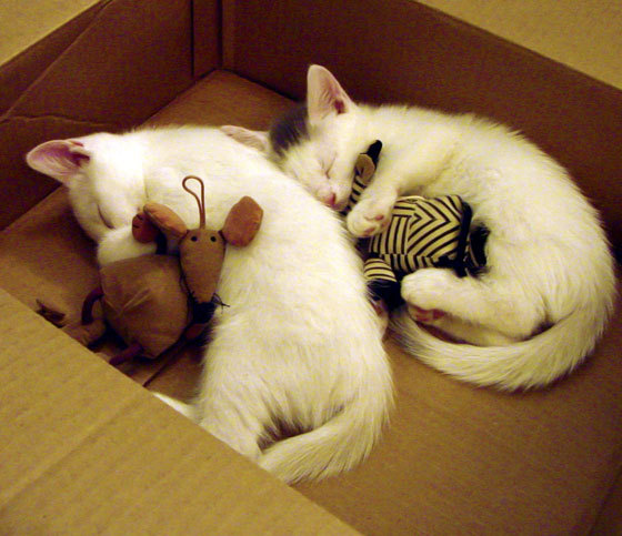 CBA新秀表现亮眼 被誉为未来核心，cba新秀盘点