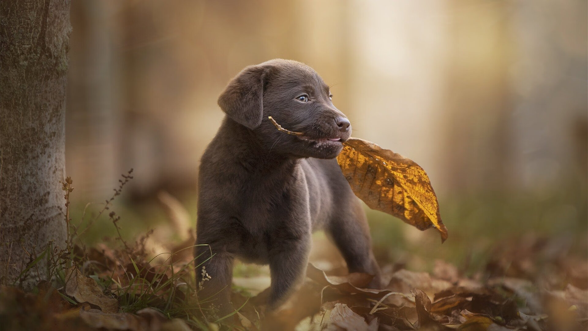 Chinese Taipei团队未来:打造世界顶尖竞技团队,chinese technical team ltd