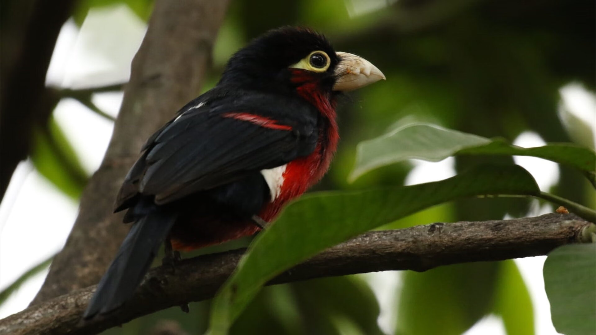 中国男篮教练组调整 注重技战术多样性，2021中国男篮教练组成员