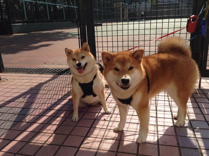 教练在暂停中布置战术的语言技巧，教练员请求暂停,记录员发出暂停信号