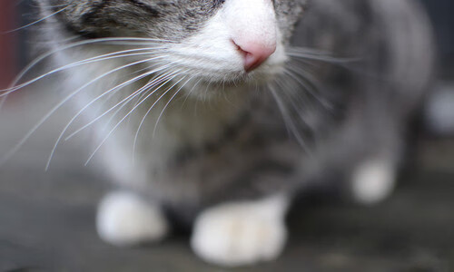 九游登录中心-替补登场即进球是否与教练预判相关性提高，替补队员进场破坏进球