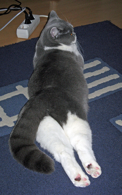 JiuyouAPP下载-球队是否根据球员疲劳数据调整边路与中路组织重心，分析球队状态从哪里入手