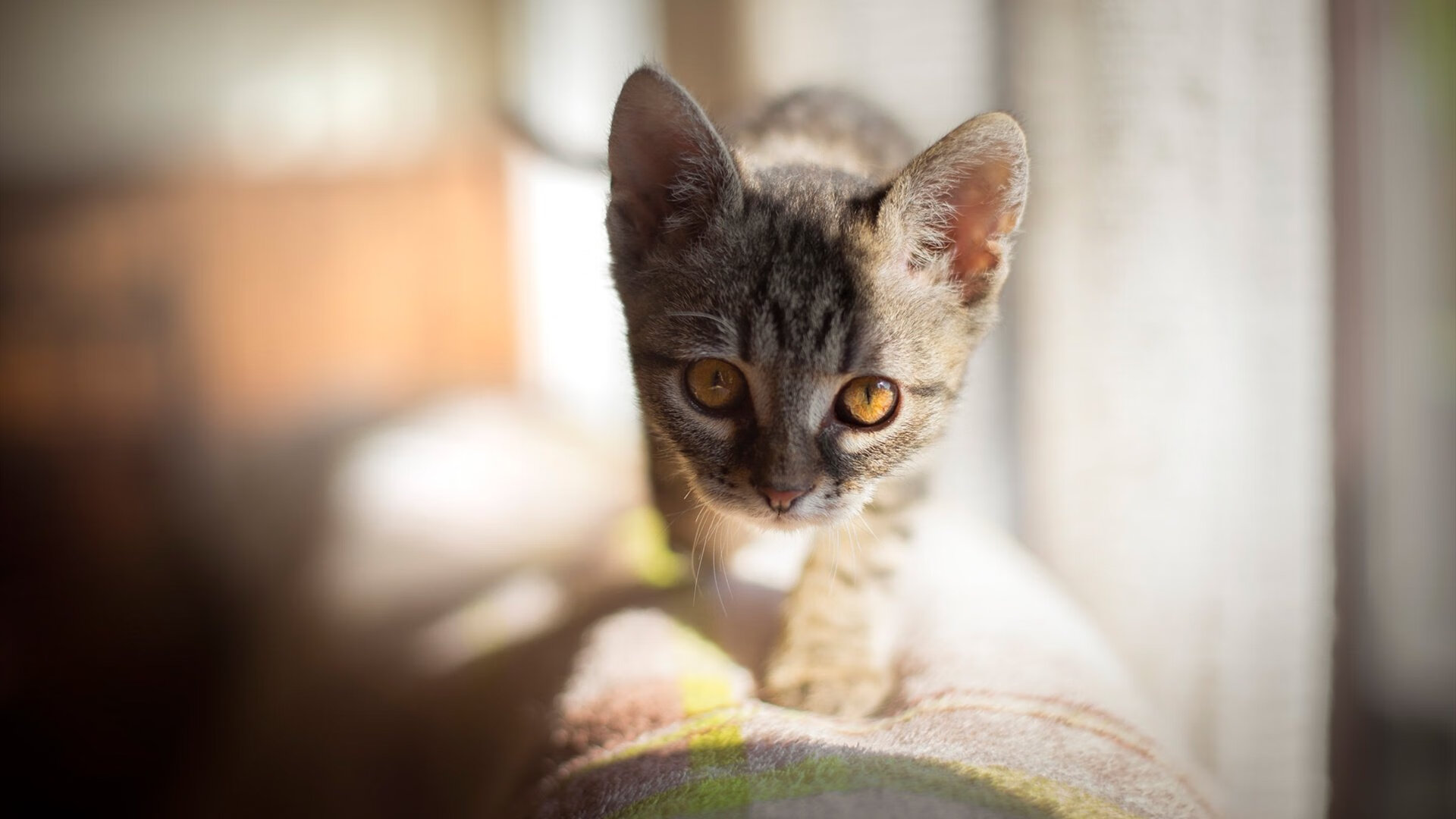 自由泳冲刺动作更有力，自由泳冲刺需要注意什么