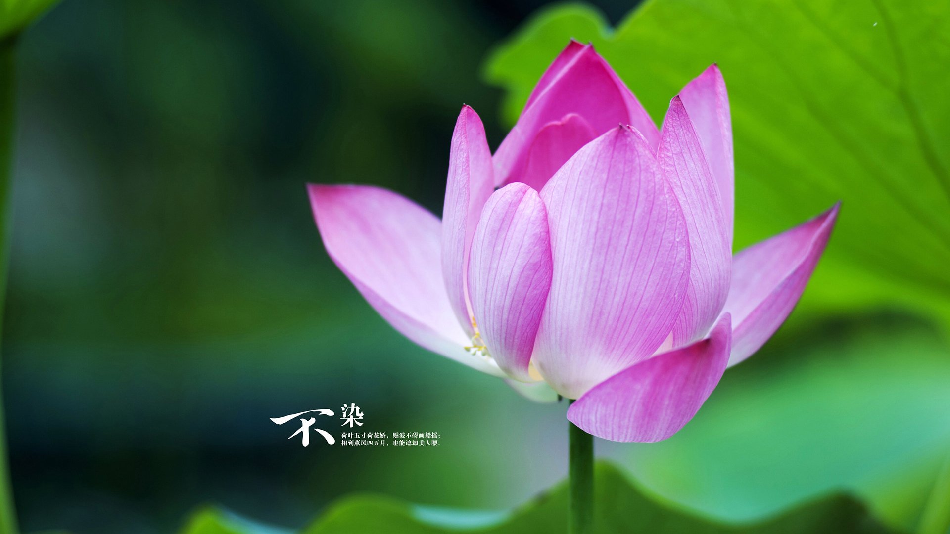 主场保持连胜纪录成为联赛主场胜率最高的球队之一，nba主场连胜排名