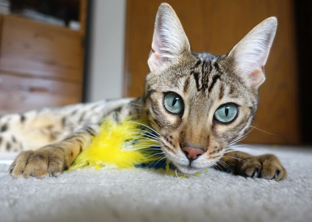 国家队备战国际赛事强化战术配合和应变能力提升，中国国家队的比赛理念是打造能征善战